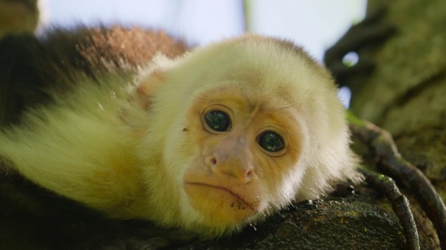 Click to watch 'Big Families' (popup) Wild Babies